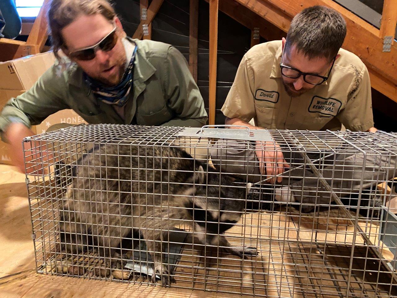 San Francisco raccoon trapping